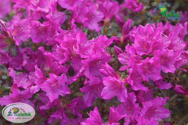 Azalia japońska Orlice